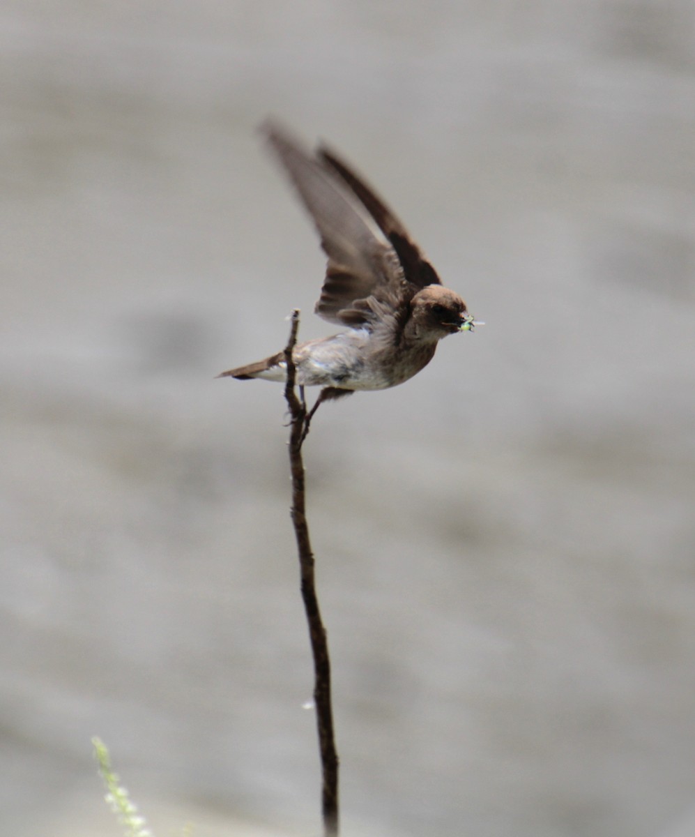 Northern Rough-winged Swallow - ML620999142