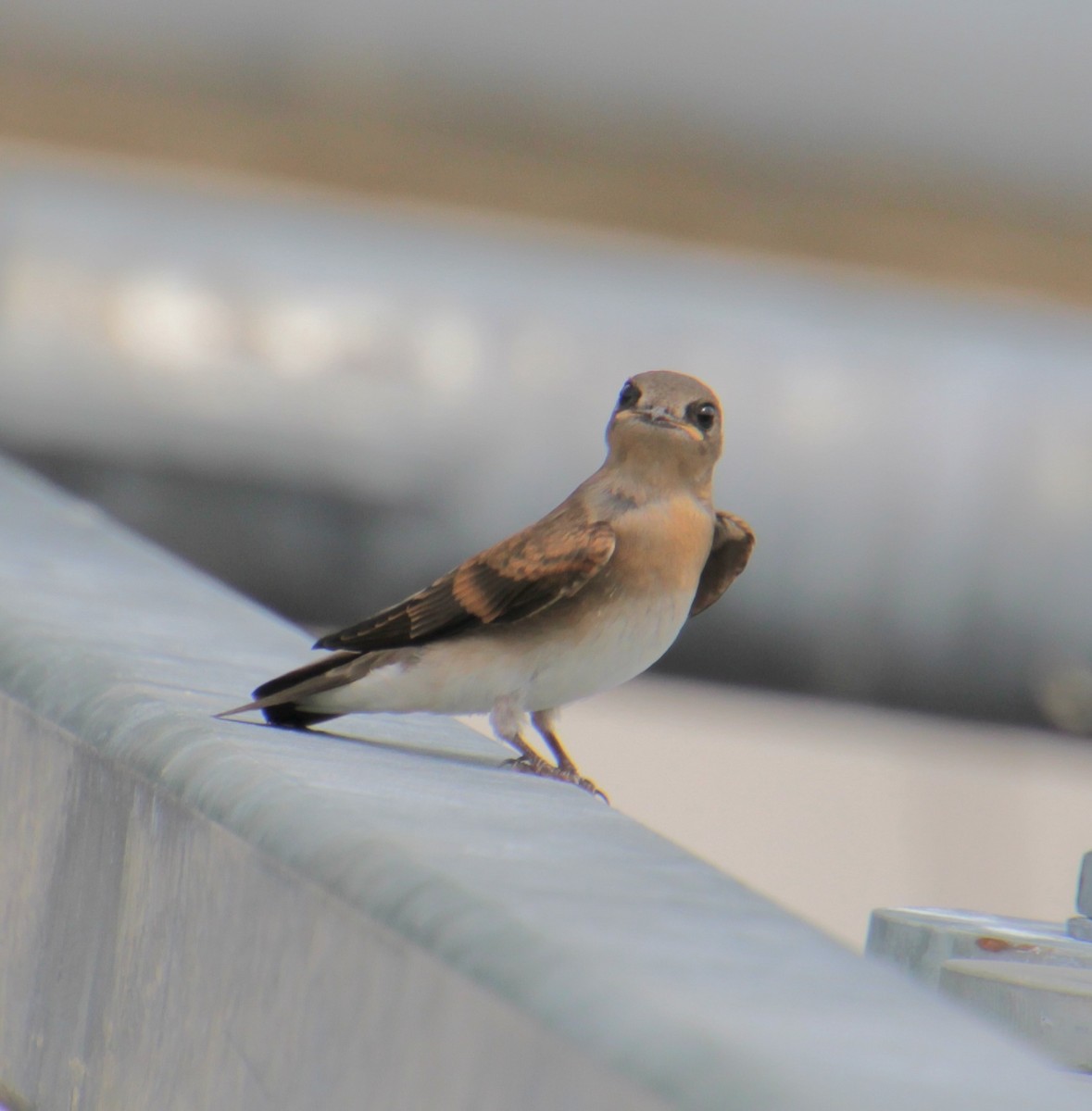 Northern Rough-winged Swallow - ML620999144