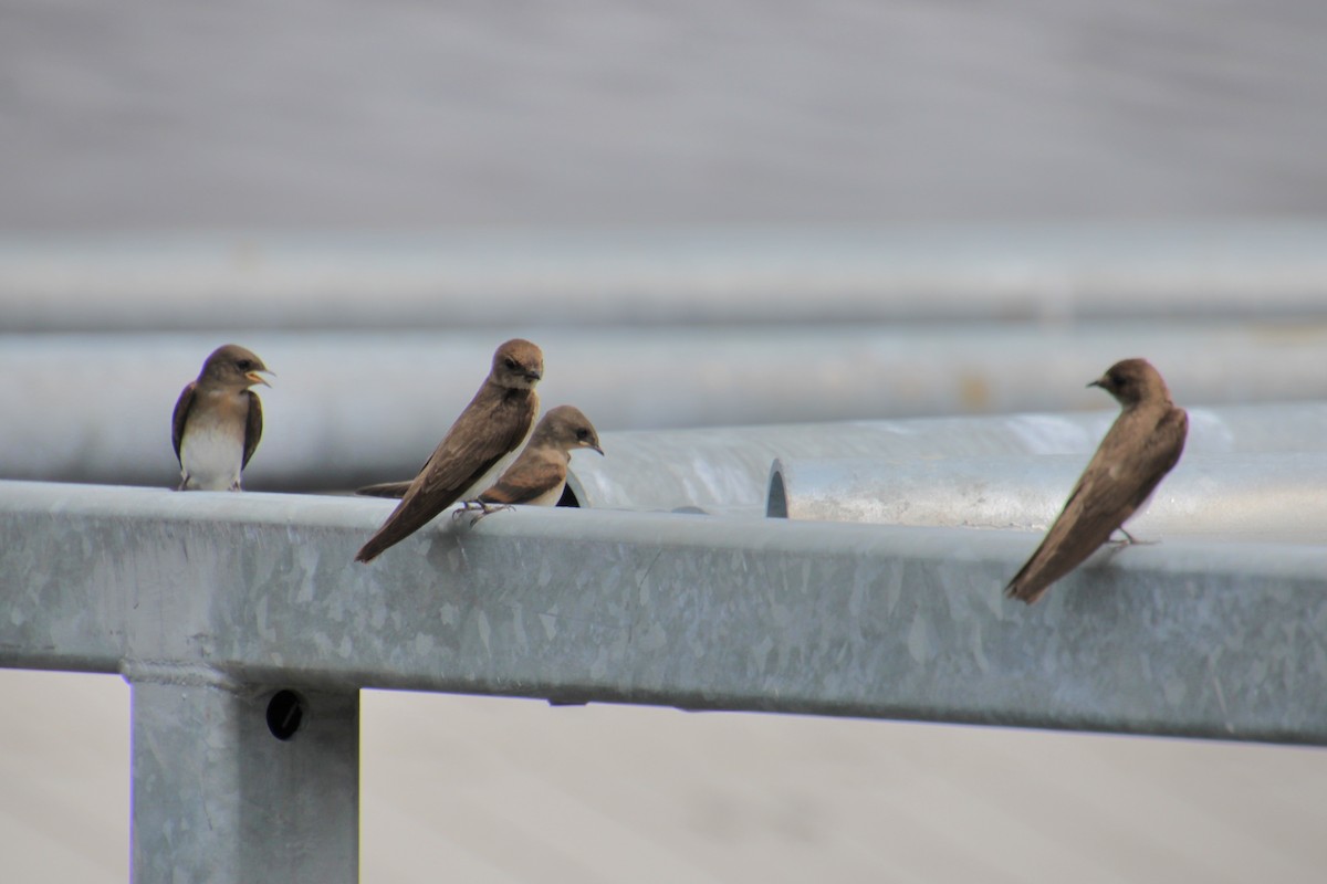 Northern Rough-winged Swallow - ML620999145