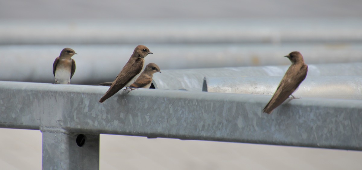 Northern Rough-winged Swallow - ML620999146