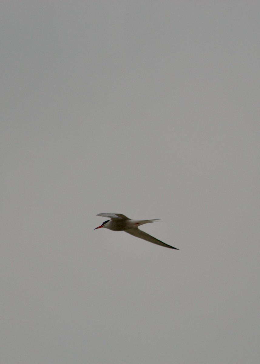 Common Tern - ML620999147