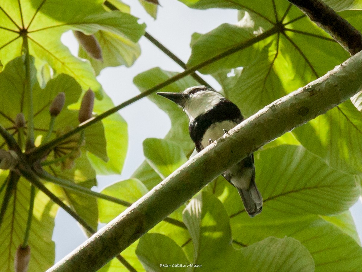White-necked Puffbird - ML620999159