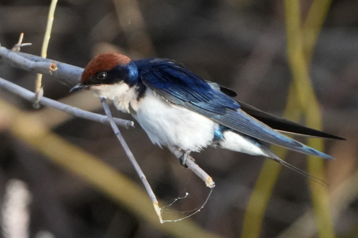 Wire-tailed Swallow - ML620999163
