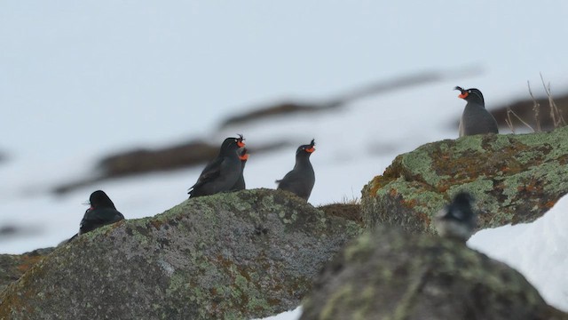 Crested Auklet - ML620999165