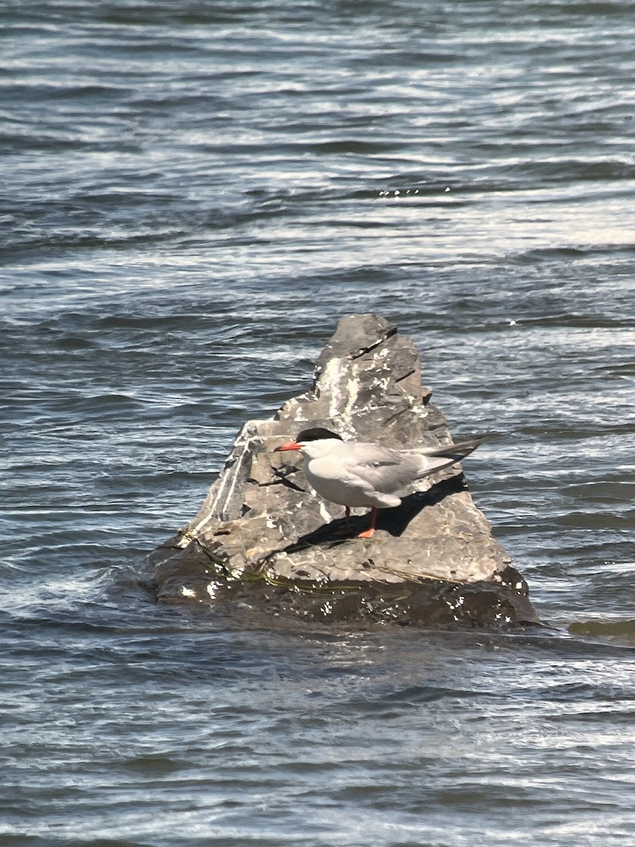 Common Tern - ML620999201
