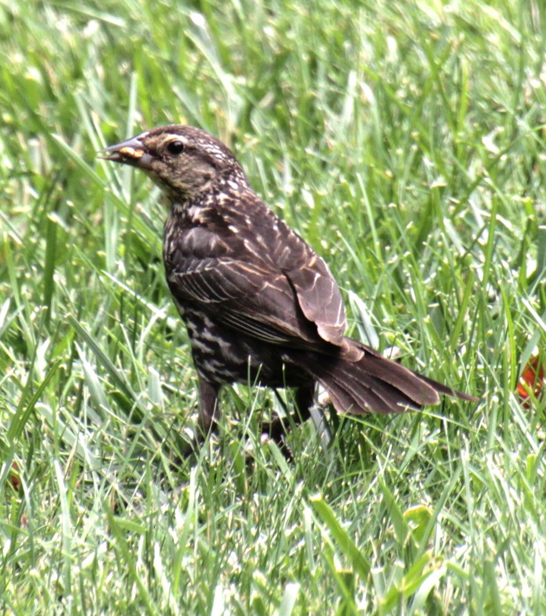 Red-winged Blackbird (Red-winged) - ML620999213