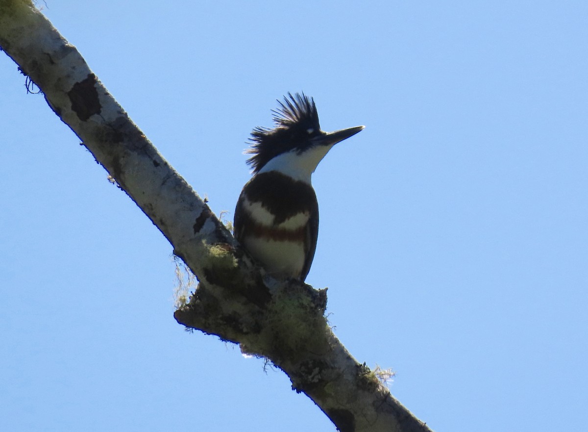 Belted Kingfisher - ML620999226