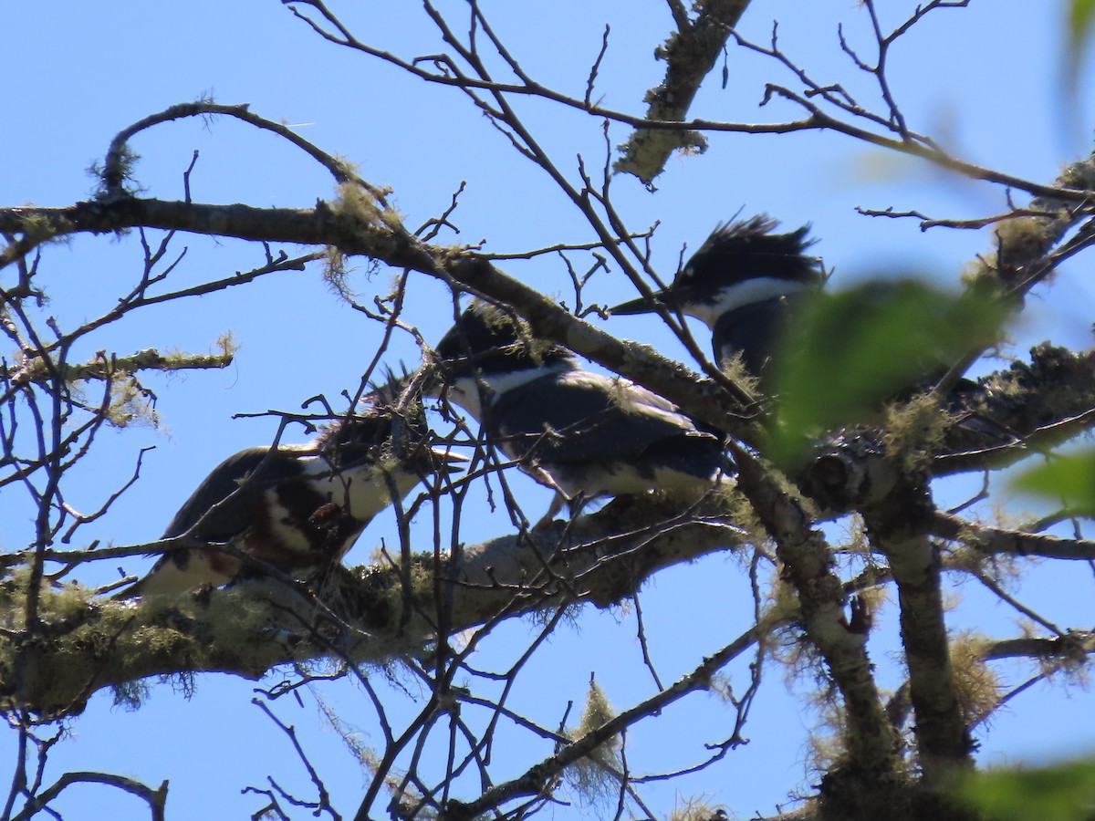 Belted Kingfisher - ML620999227