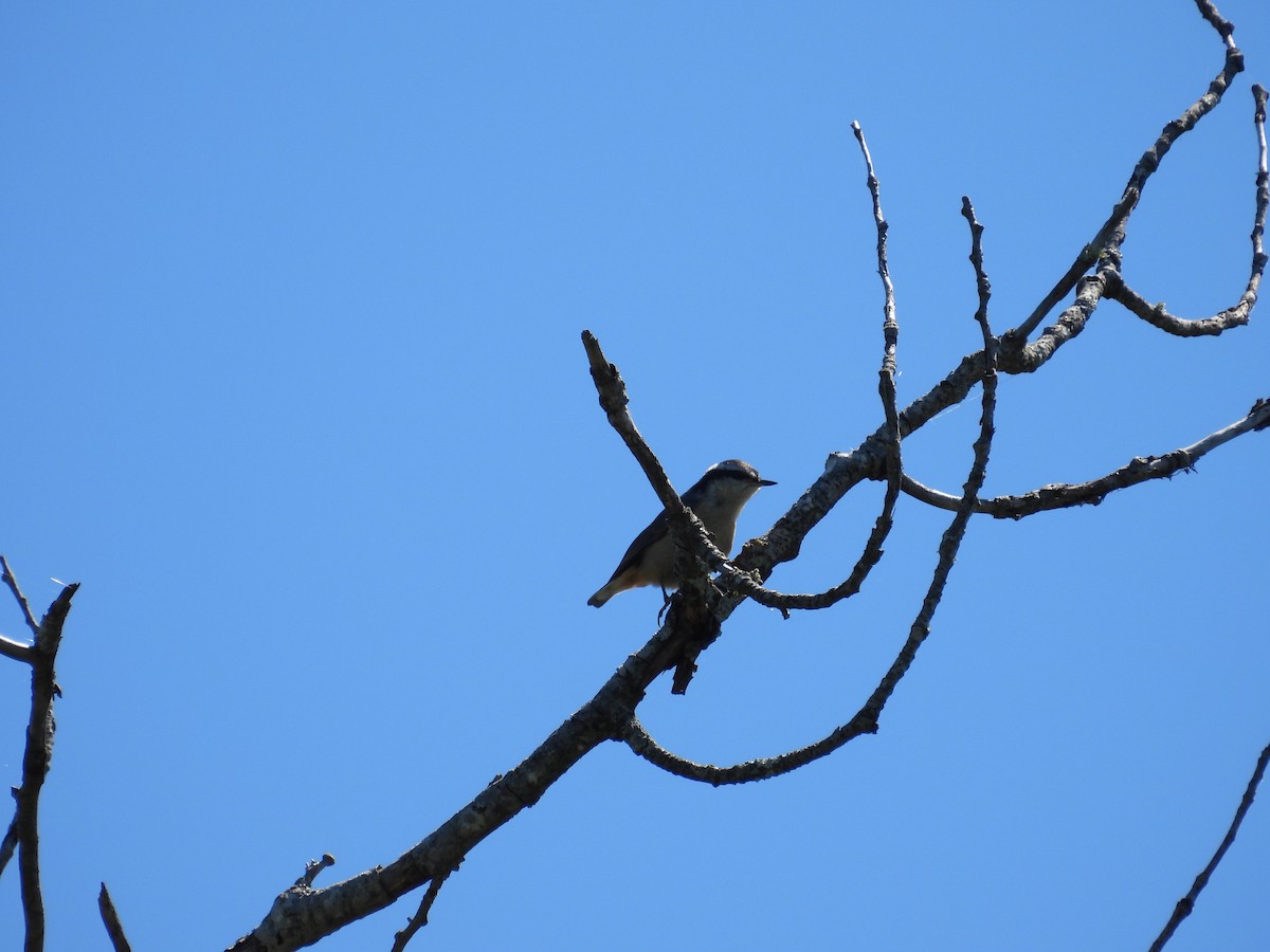 Red-breasted Nuthatch - ML620999248