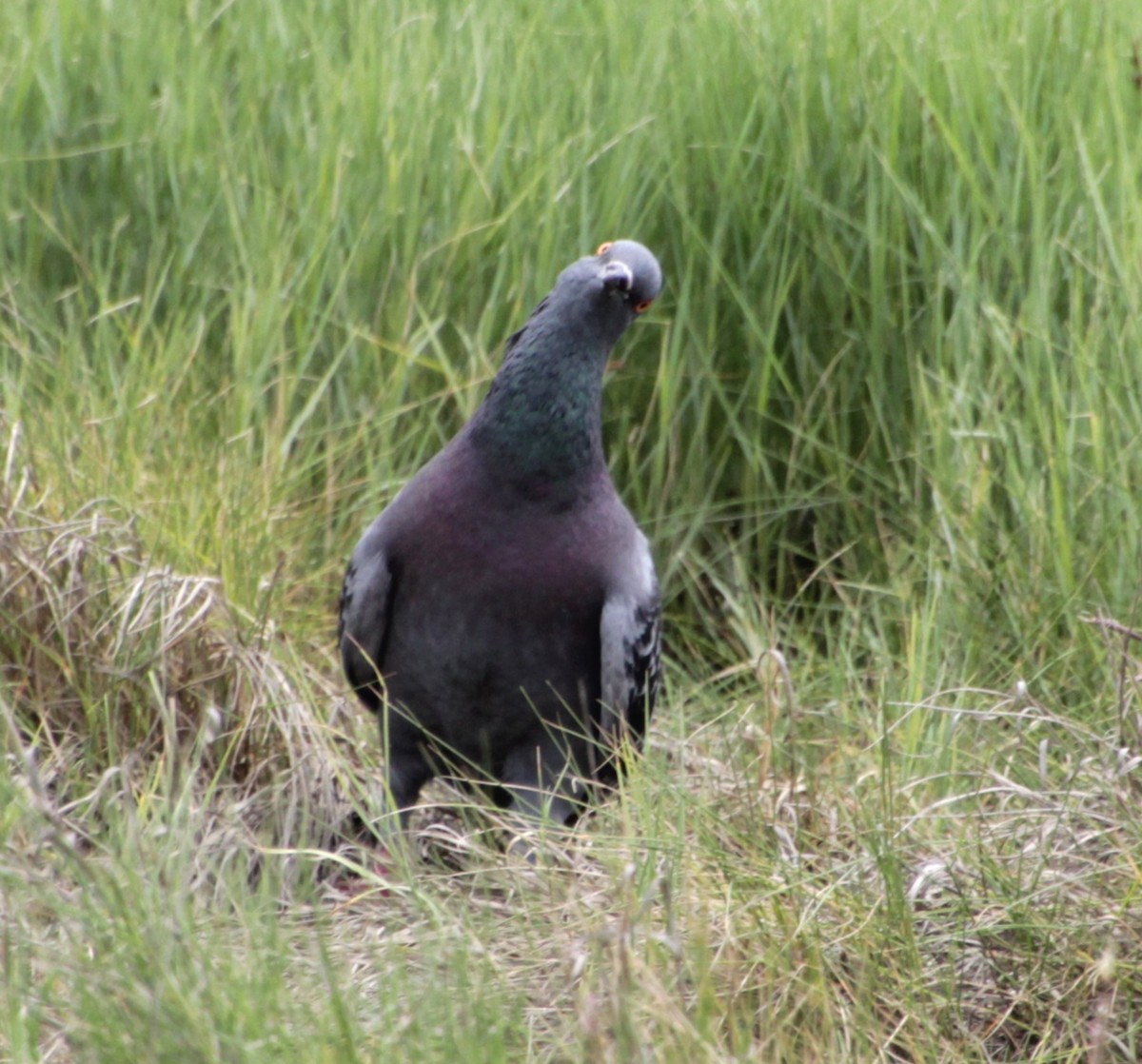 Rock Pigeon (Feral Pigeon) - ML620999251