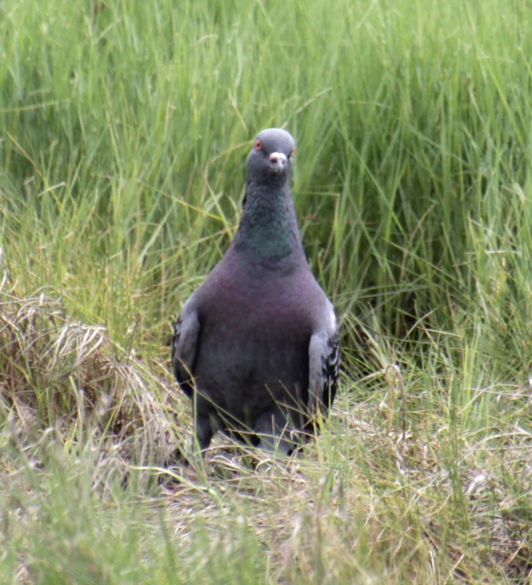 Rock Pigeon (Feral Pigeon) - ML620999252