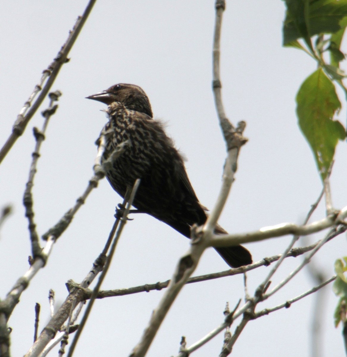 Red-winged Blackbird (Red-winged) - ML620999289