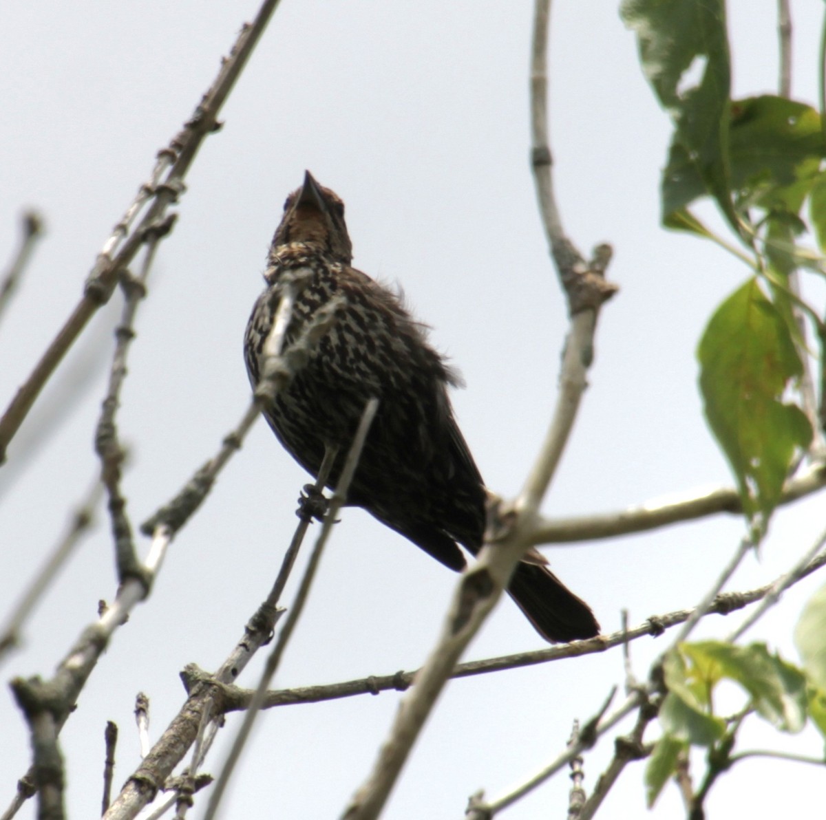 Red-winged Blackbird (Red-winged) - ML620999290