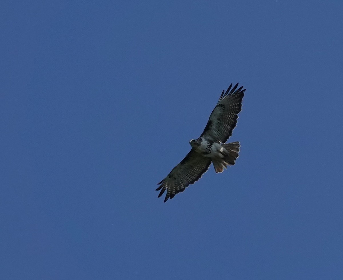 Red-tailed Hawk - ML620999292