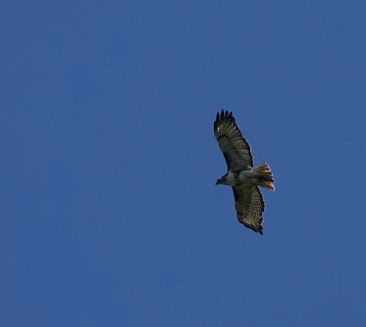 Red-tailed Hawk - ML620999294