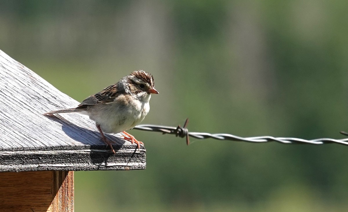 Clay-colored Sparrow - ML620999297