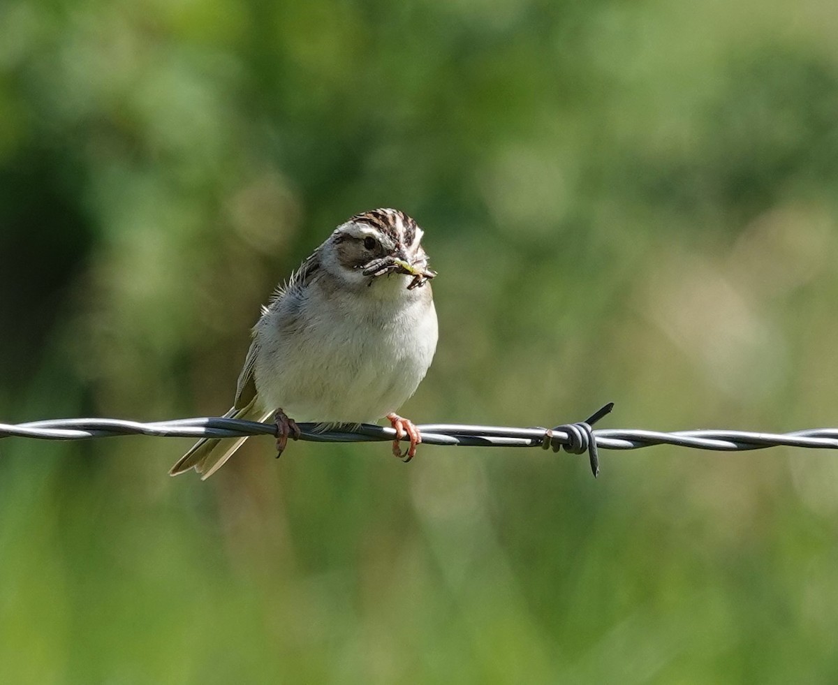 Clay-colored Sparrow - ML620999299