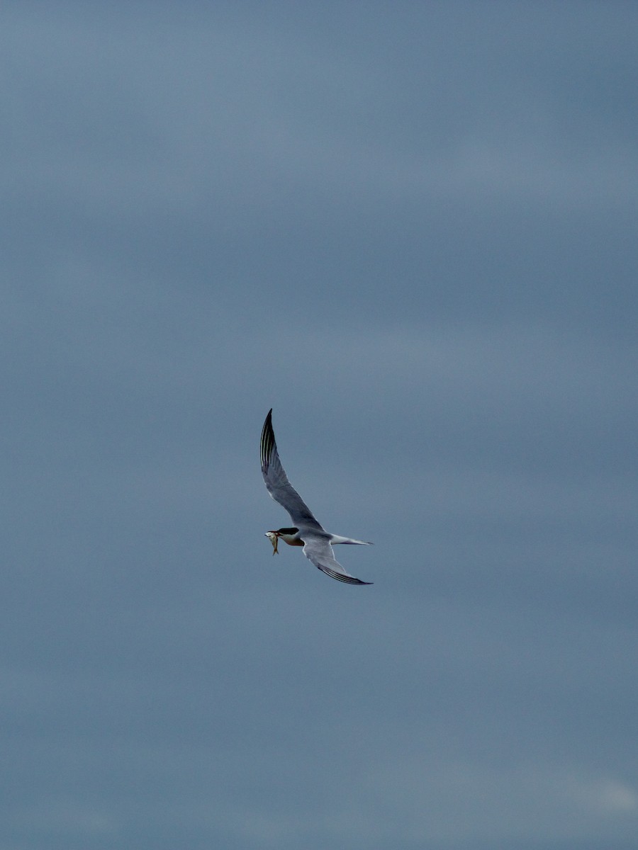 Common Tern - ML620999312