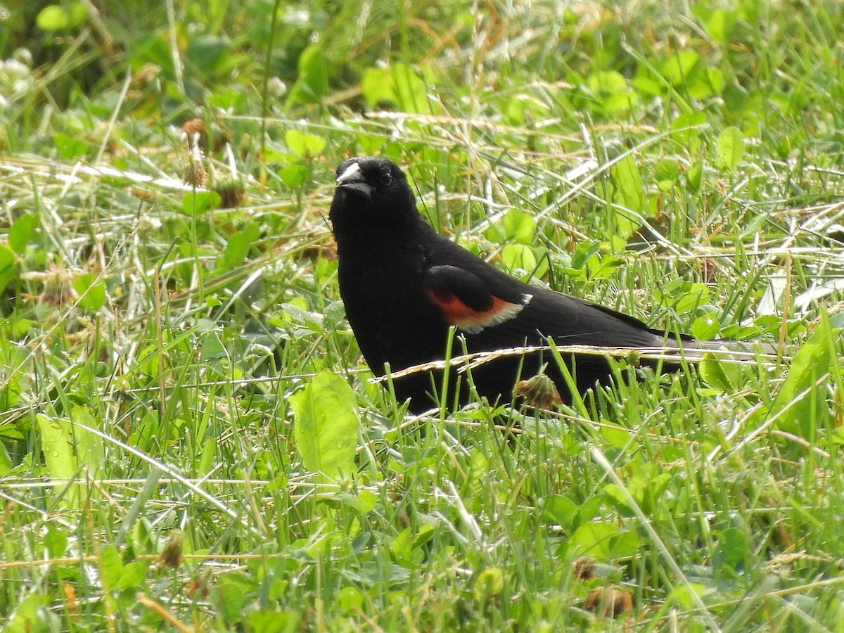 Red-winged Blackbird - ML620999331