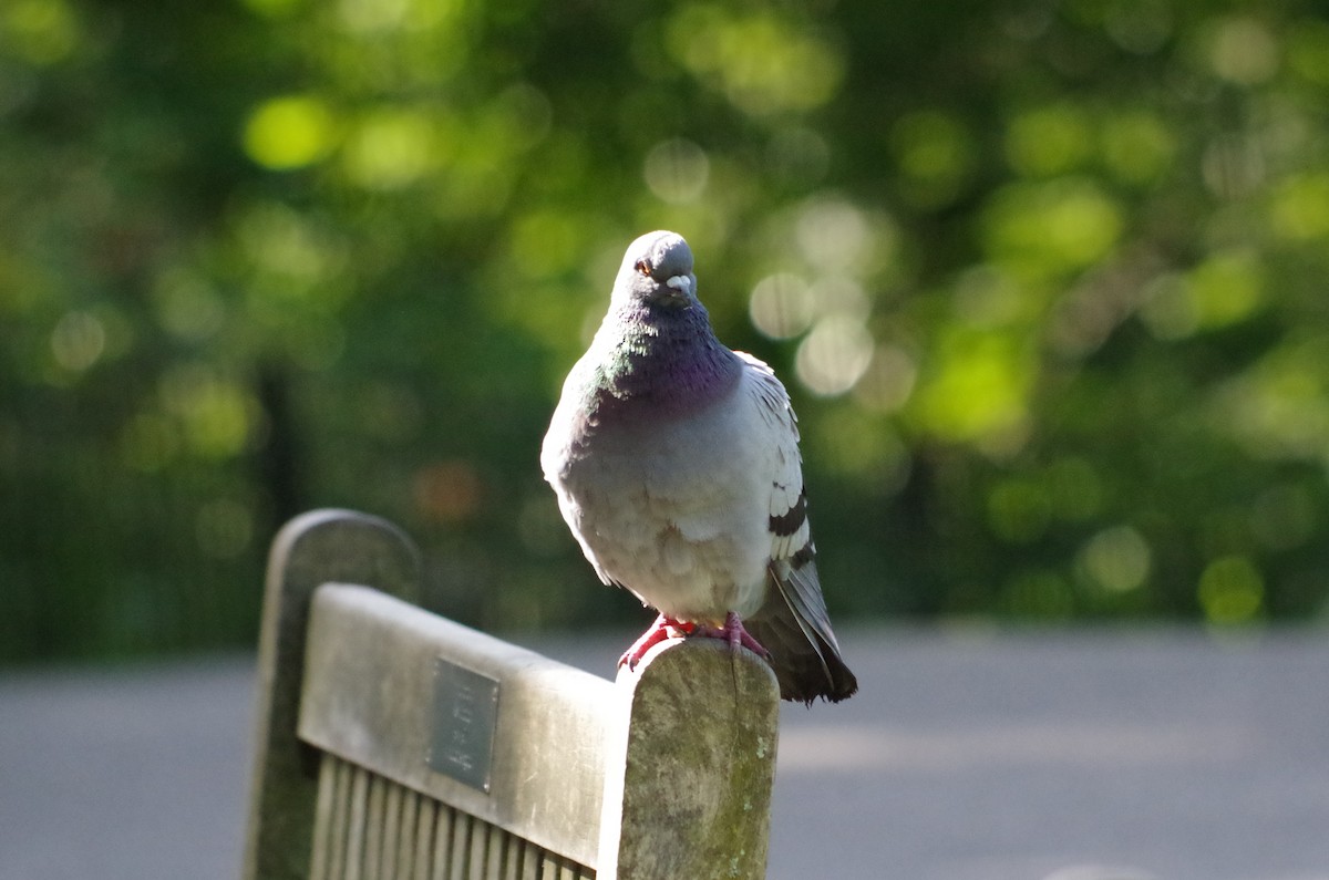 Rock Pigeon (Feral Pigeon) - ML620999335