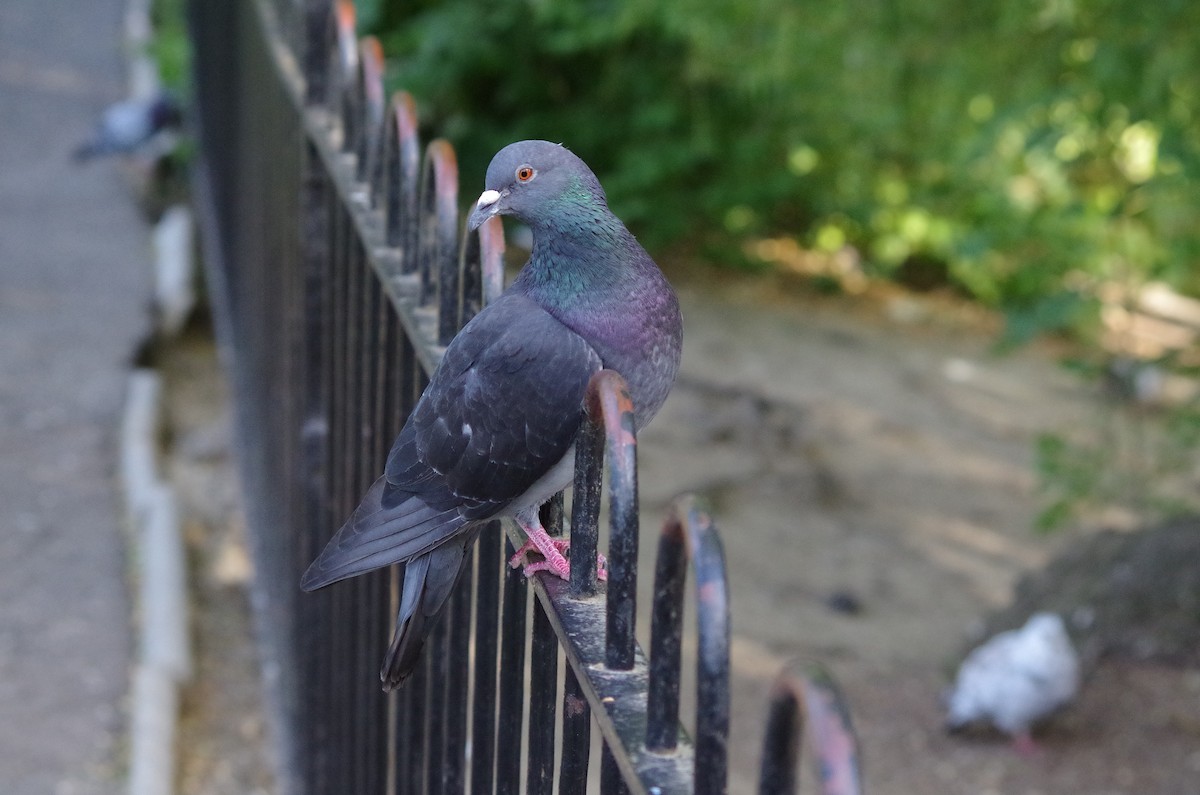 Rock Pigeon (Feral Pigeon) - ML620999336