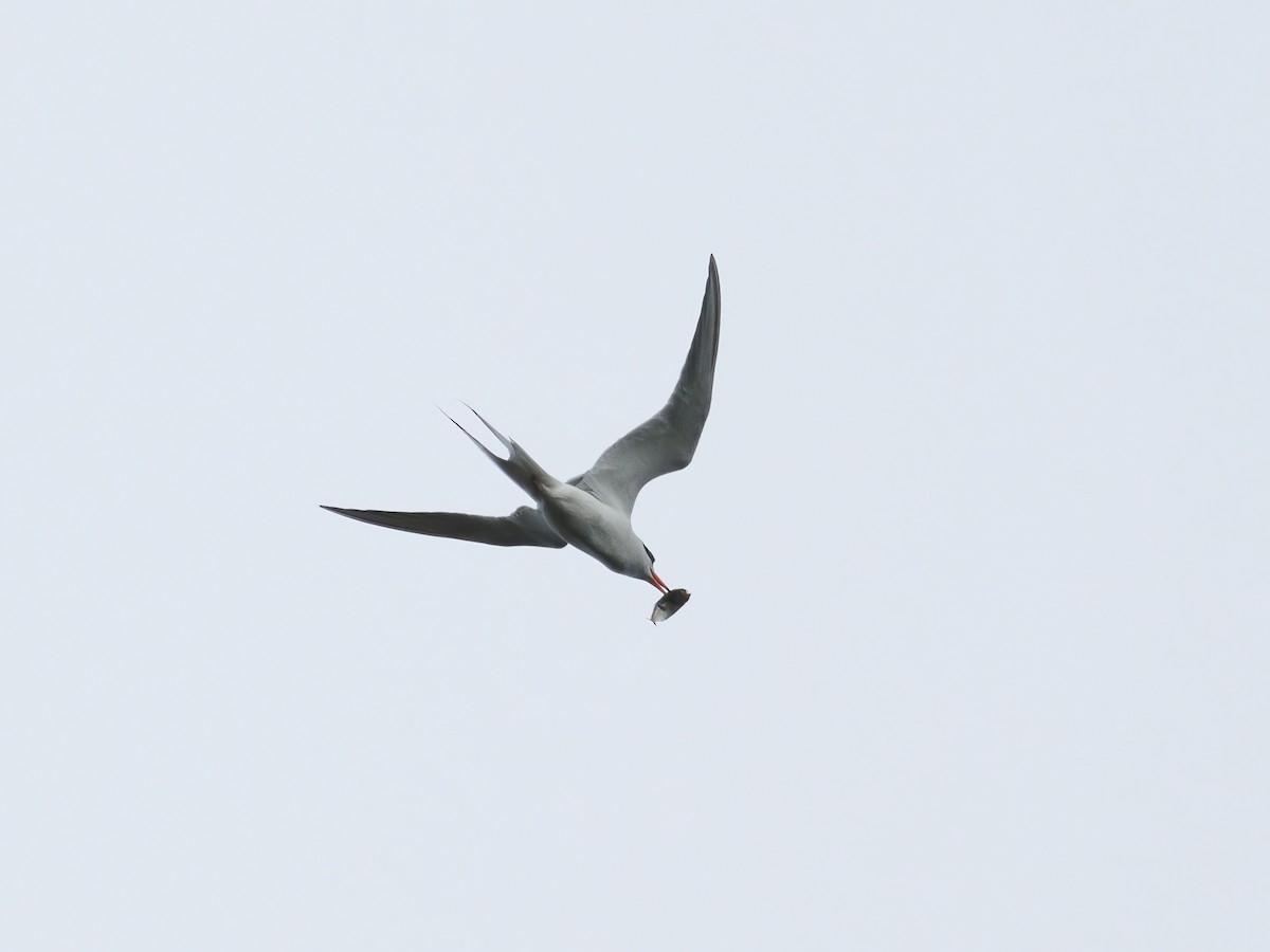 Common Tern - ML620999359