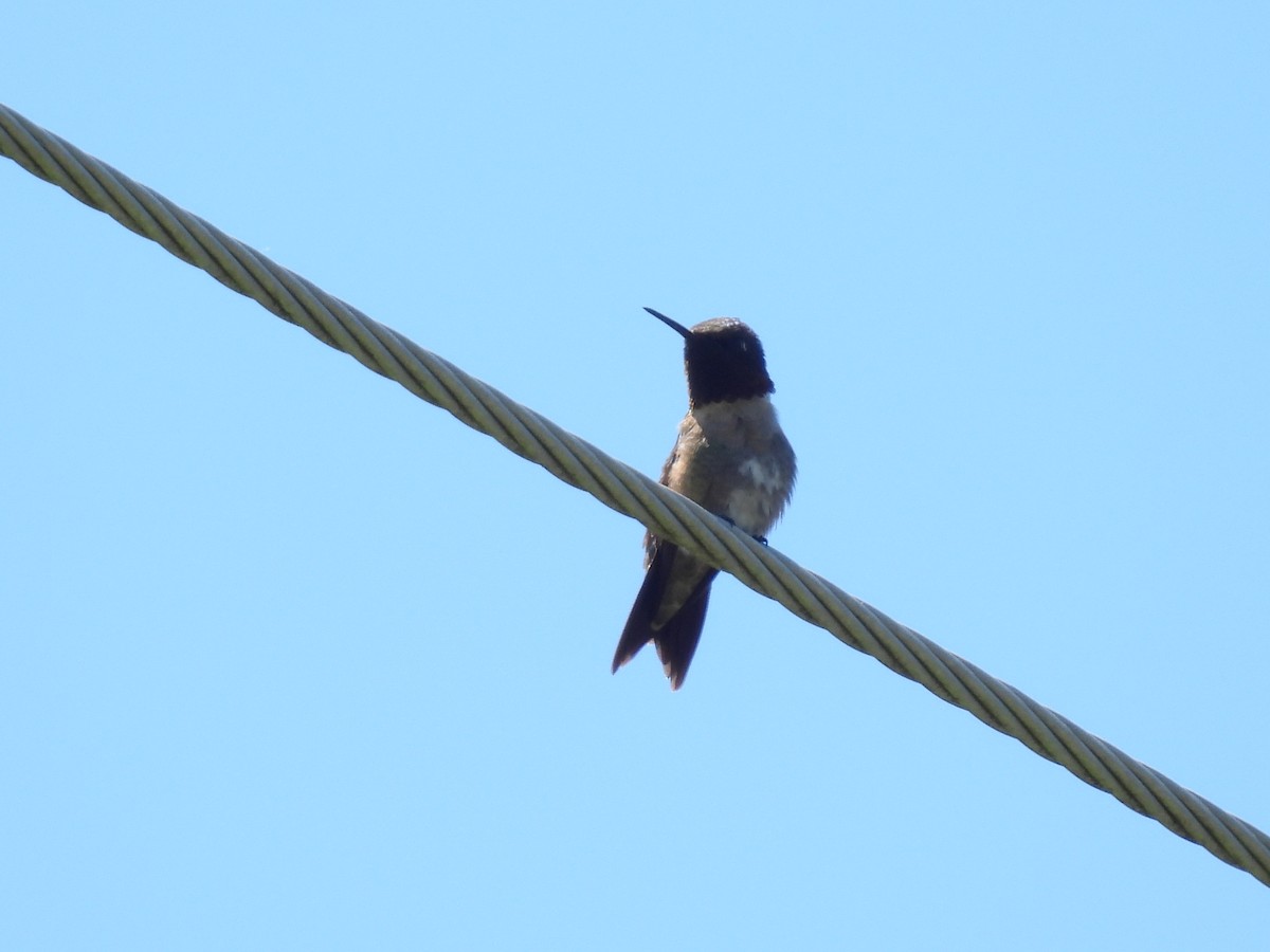 Ruby-throated Hummingbird - ML620999362