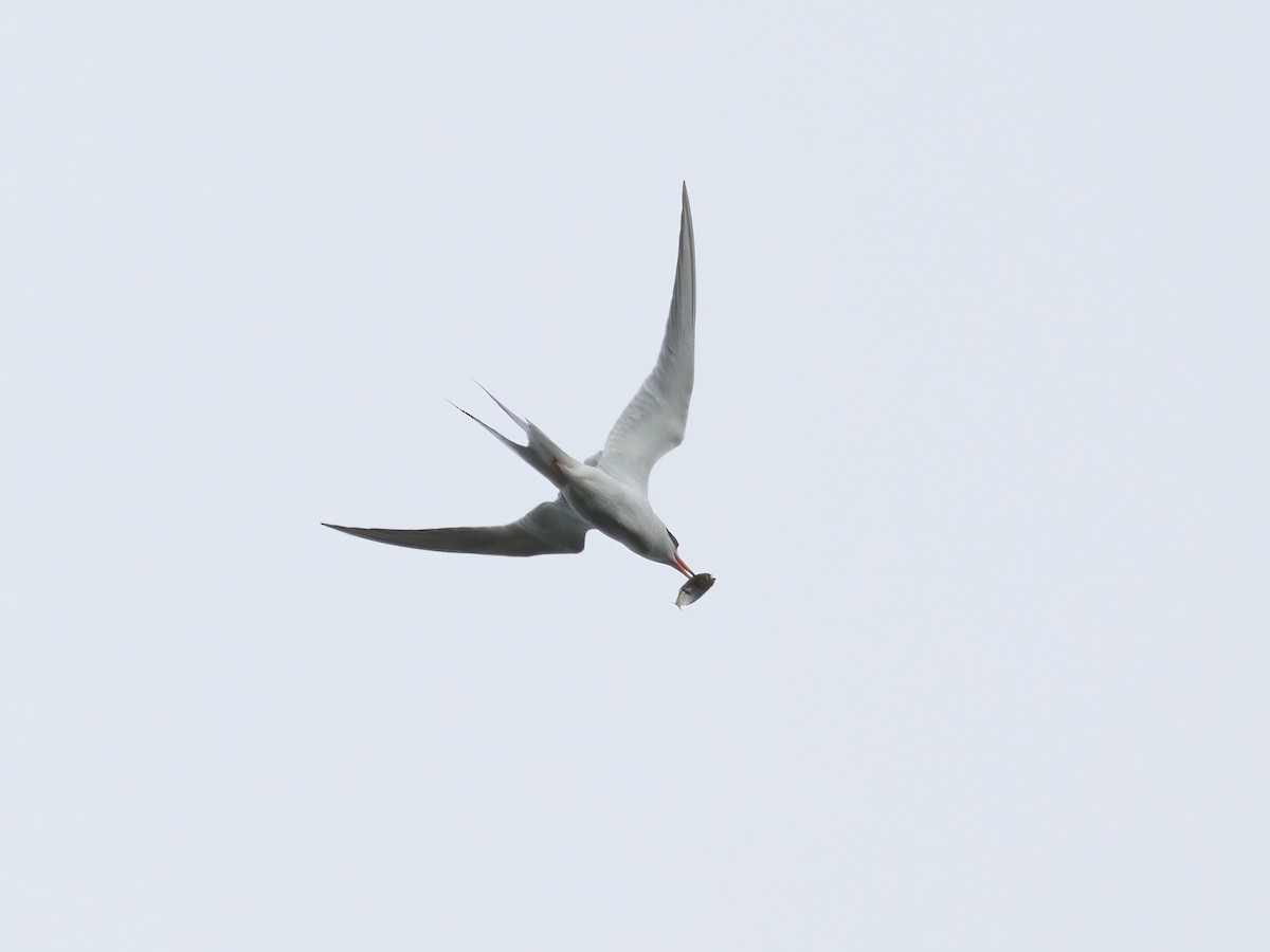 Common Tern - ML620999366