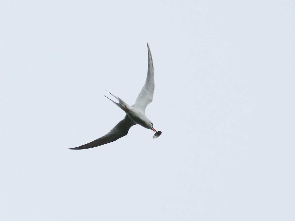 Common Tern - ML620999367
