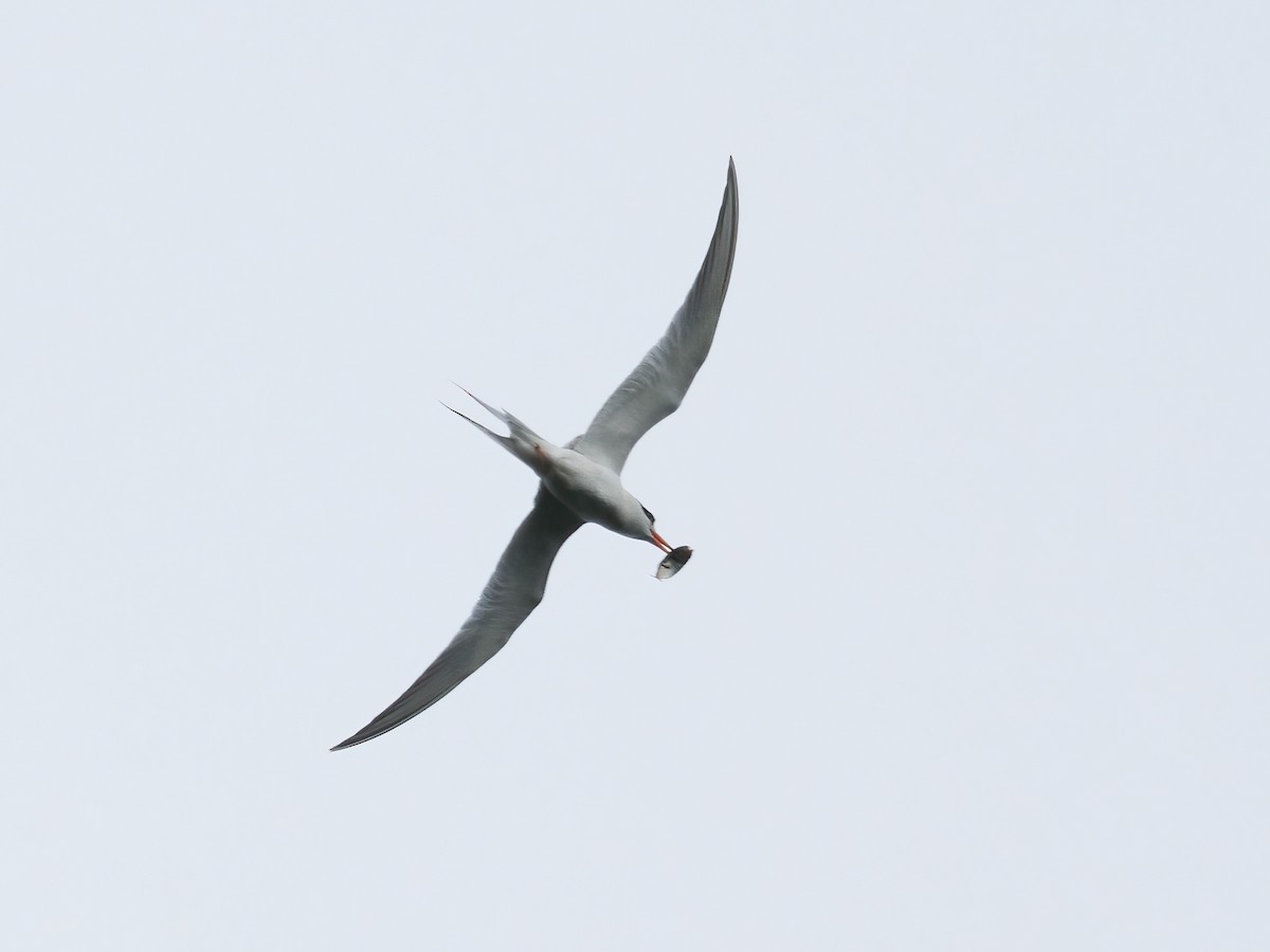 Common Tern - ML620999368