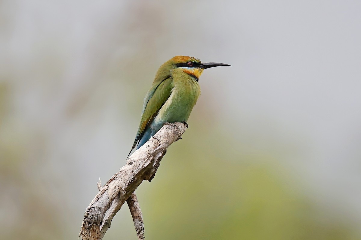 Rainbow Bee-eater - ML620999377