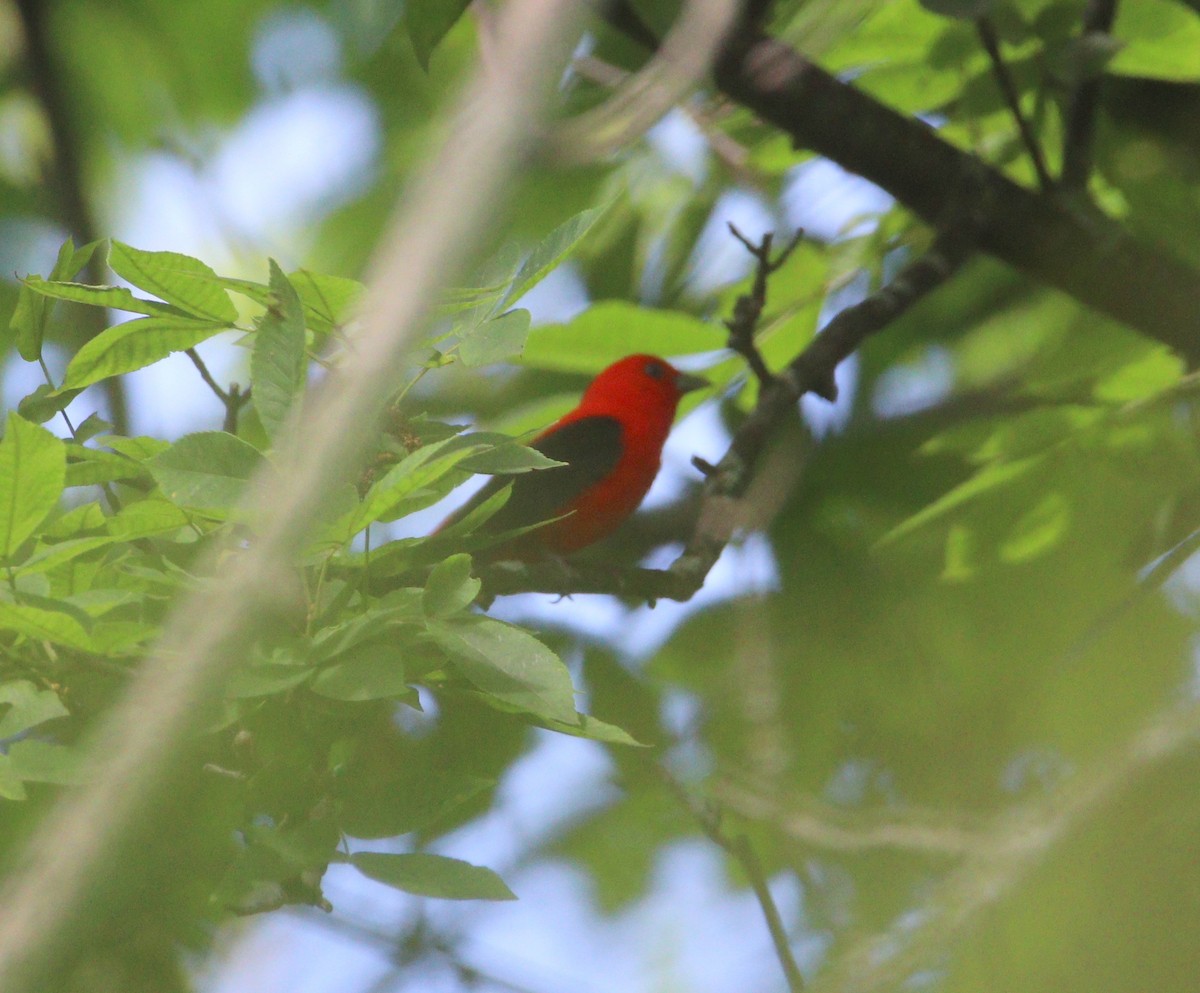 Scarlet Tanager - ML620999378