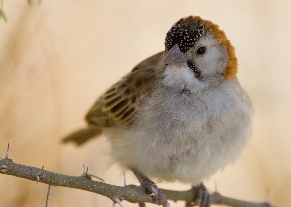 Speckle-fronted Weaver - ML620999386