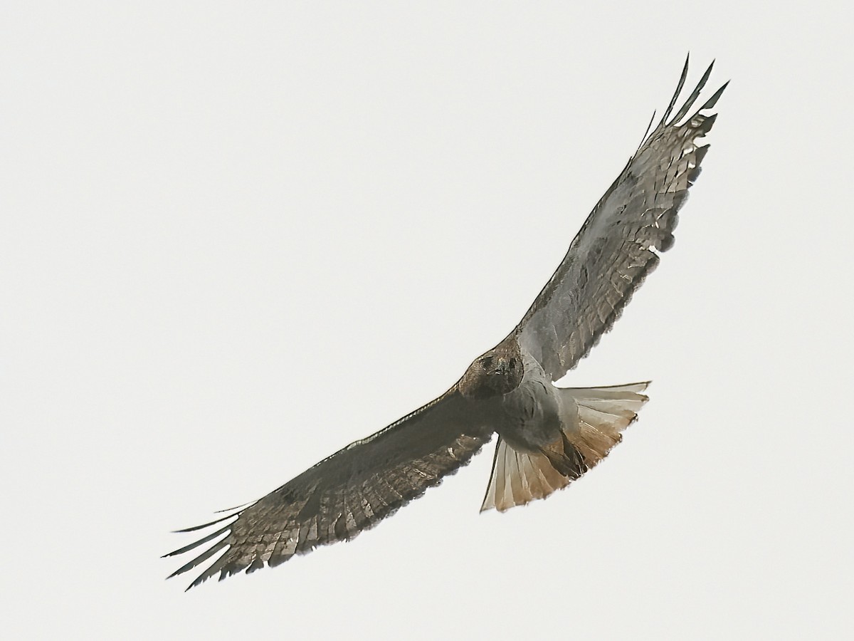 Red-tailed Hawk - ML620999387
