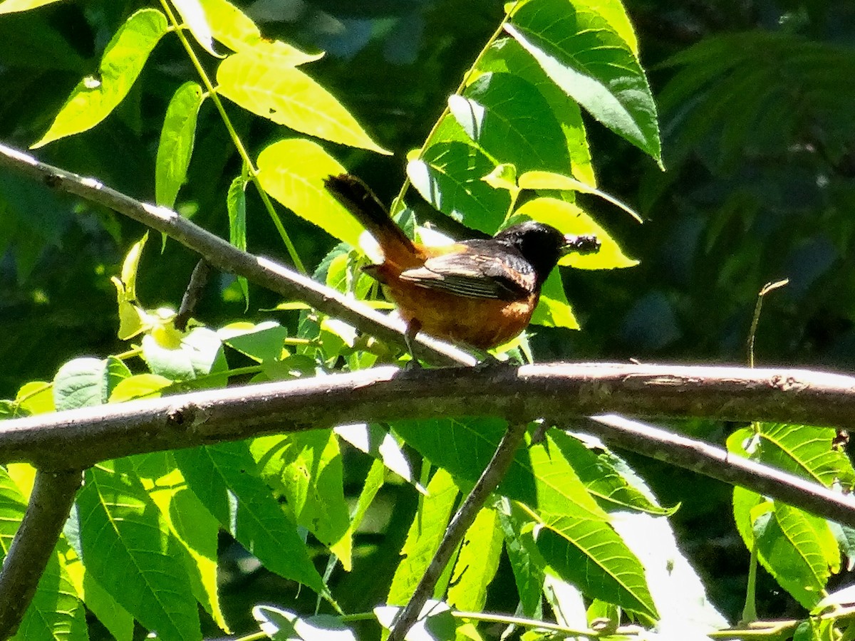 Orchard Oriole (Orchard) - ML620999453