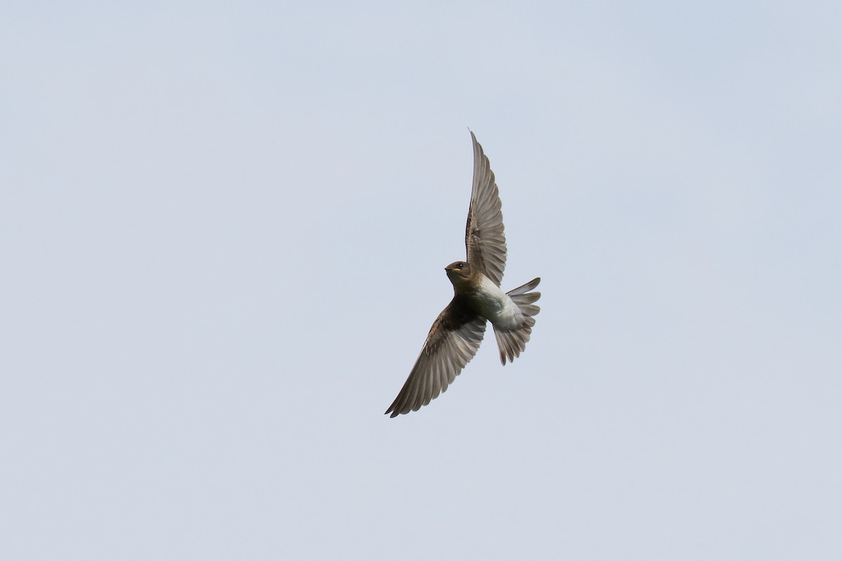Northern Rough-winged Swallow - ML620999597