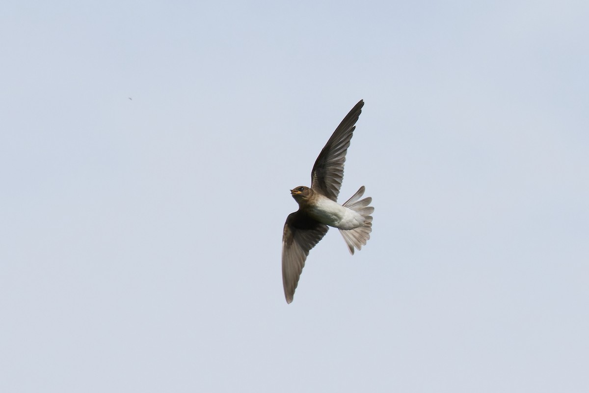 Northern Rough-winged Swallow - ML620999599