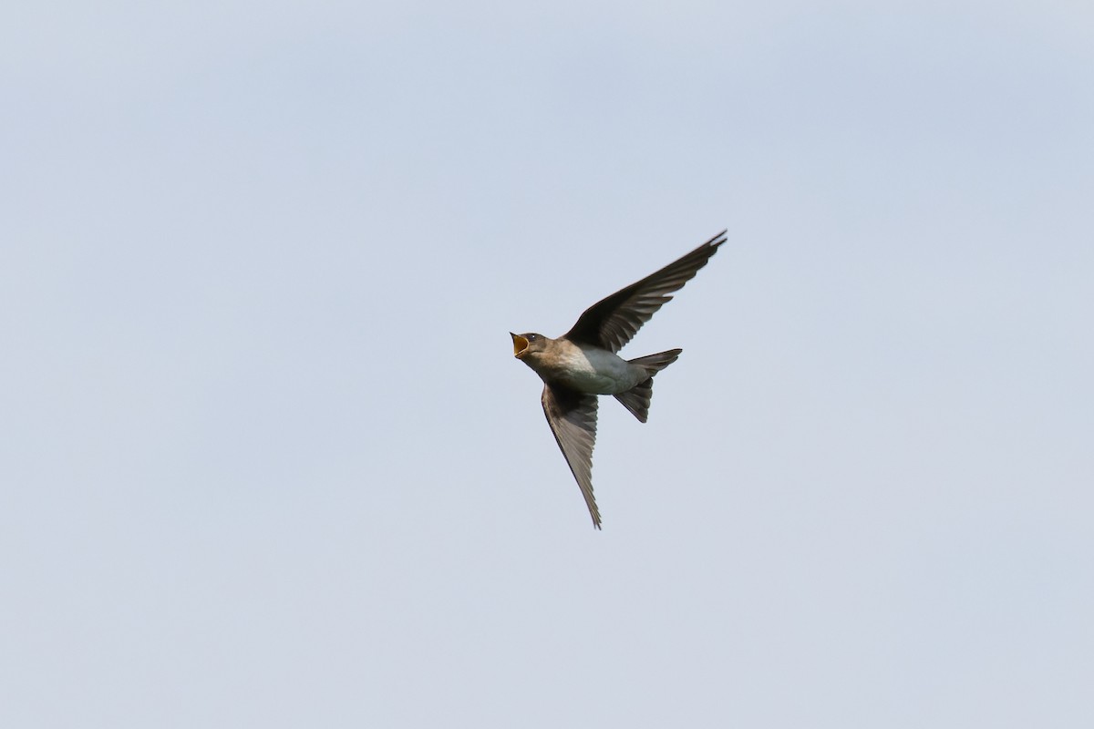 Northern Rough-winged Swallow - ML620999605
