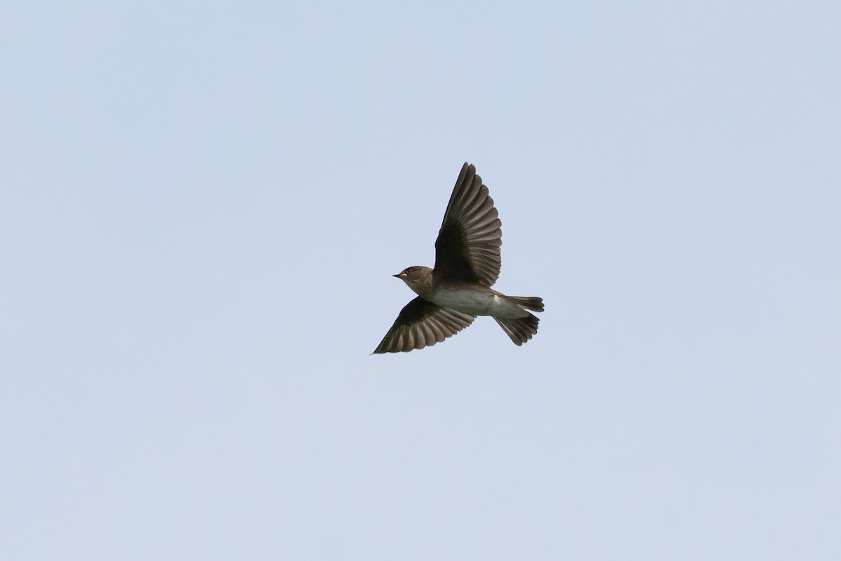 Northern Rough-winged Swallow - ML620999606