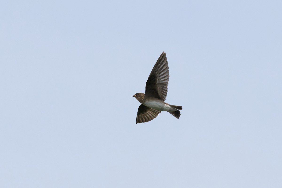 Northern Rough-winged Swallow - ML620999613