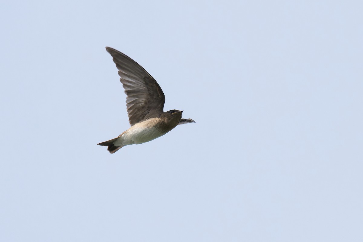 Northern Rough-winged Swallow - ML620999615