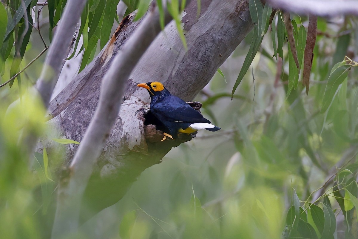 Yellow-faced Myna - ML620999626