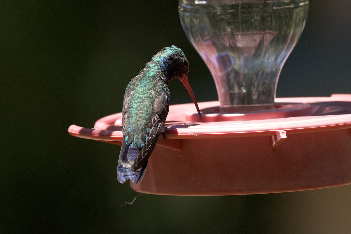 Broad-billed Hummingbird - ML620999672