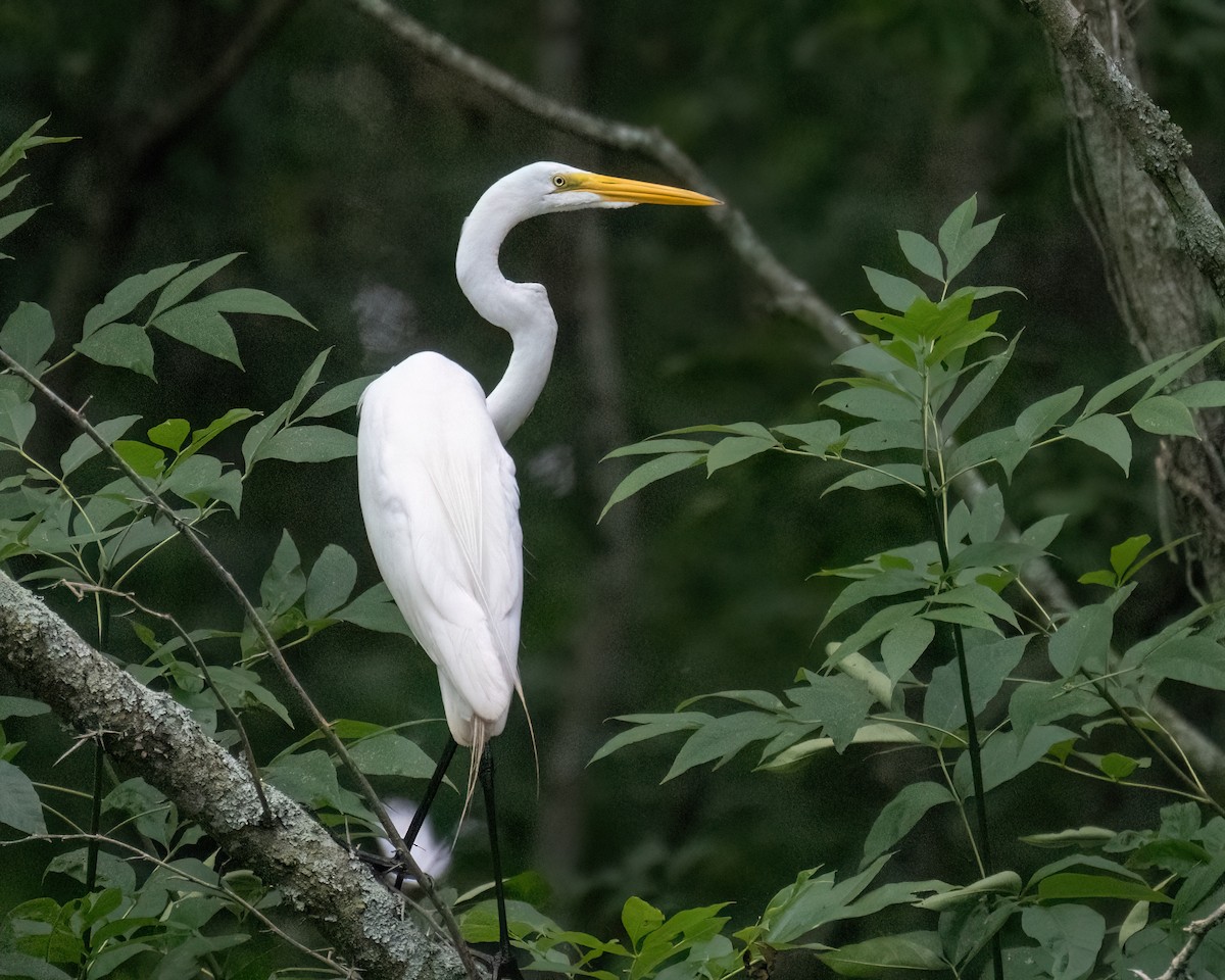 Great Egret - Russell Brown
