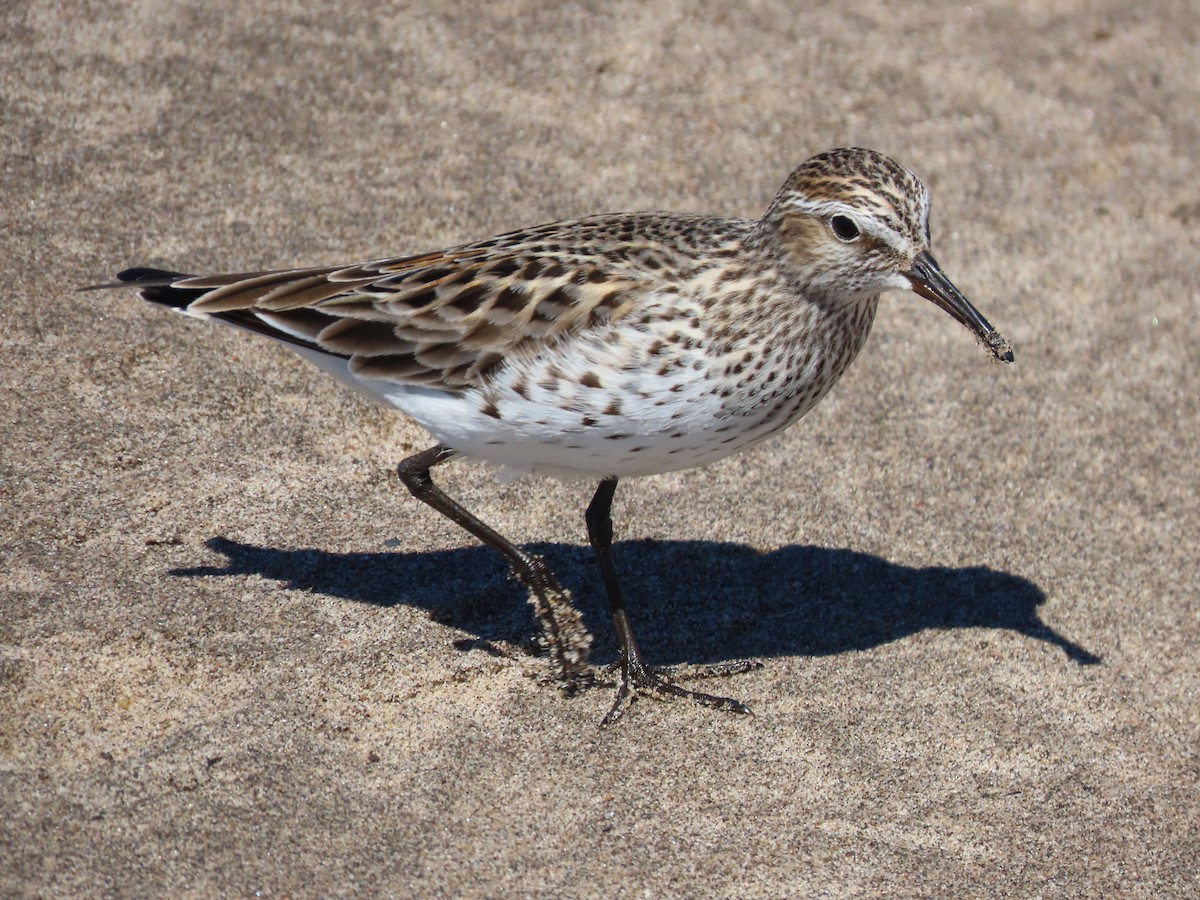 White-rumped Sandpiper - Jack Swelstad
