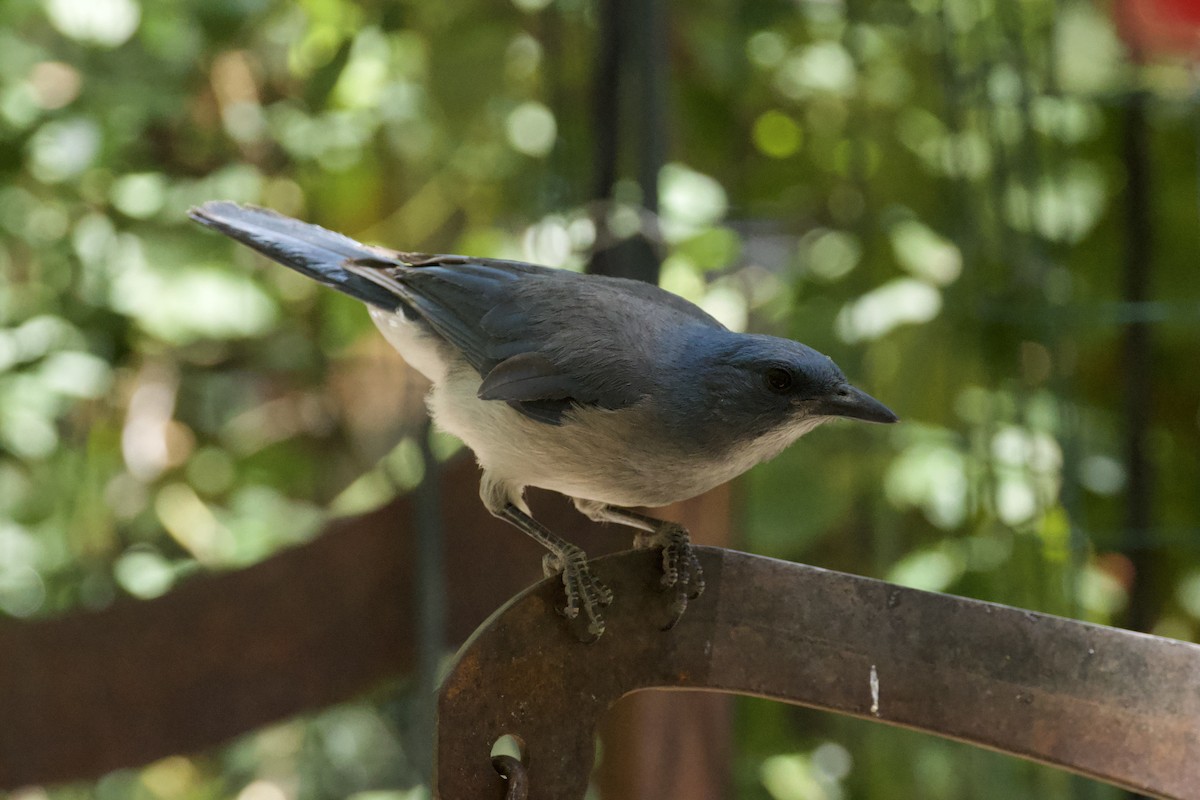 Mexican Jay - ML620999747