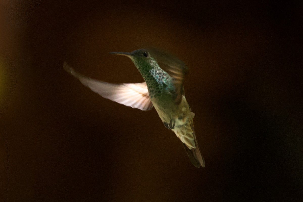 kolibřík mexický - ML620999783