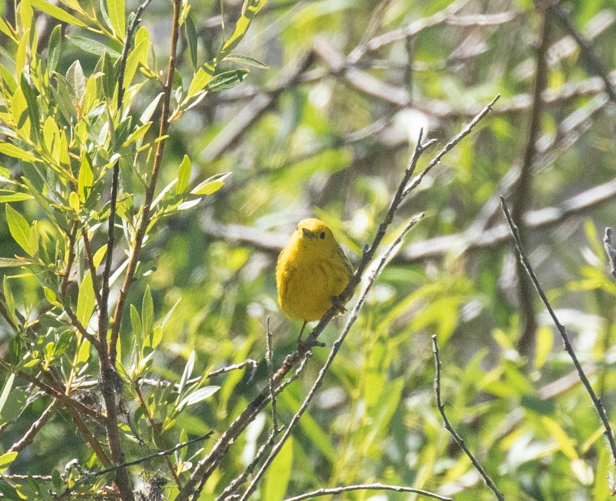 Yellow Warbler (Northern) - ML620999784
