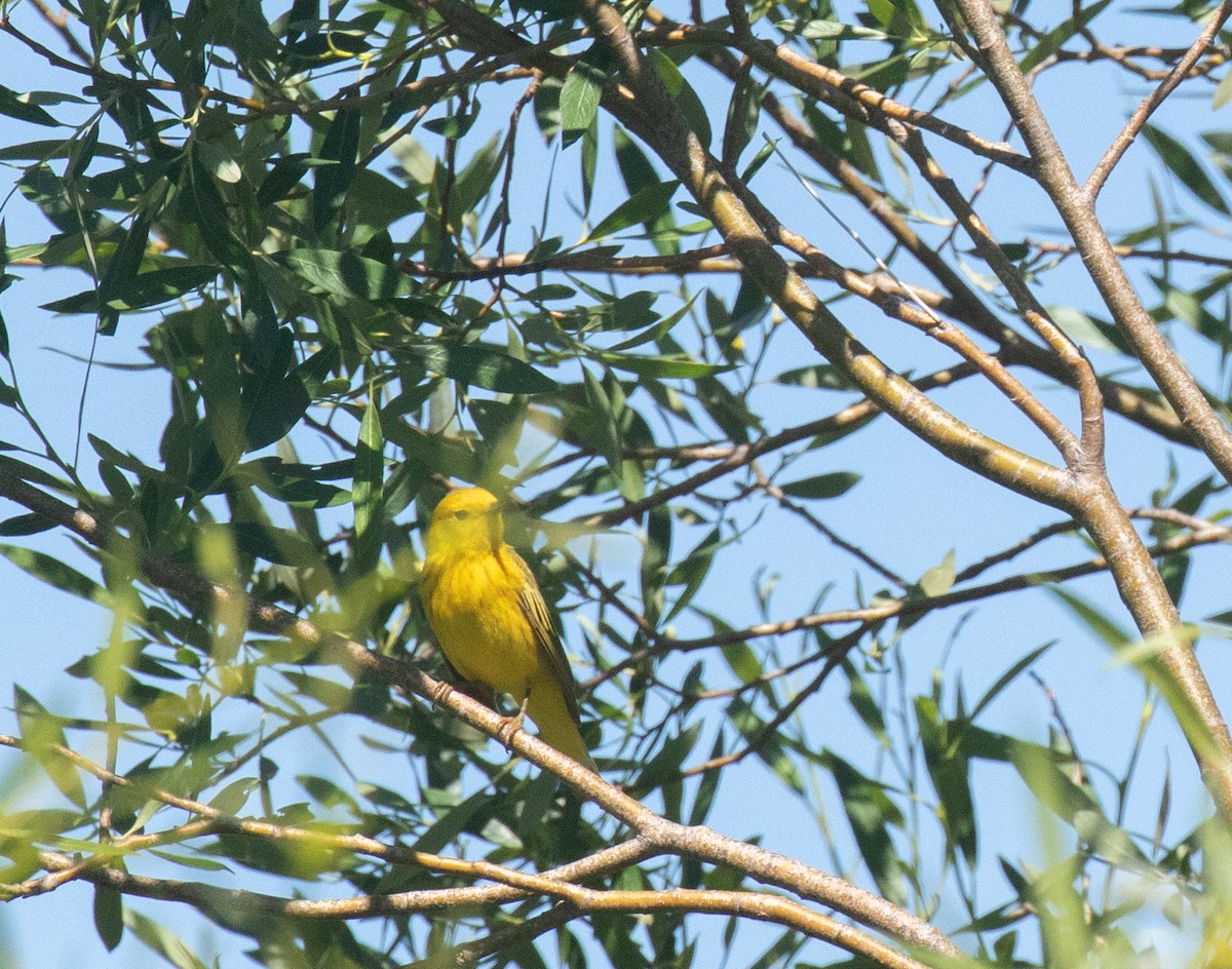 Yellow Warbler (Northern) - ML620999785