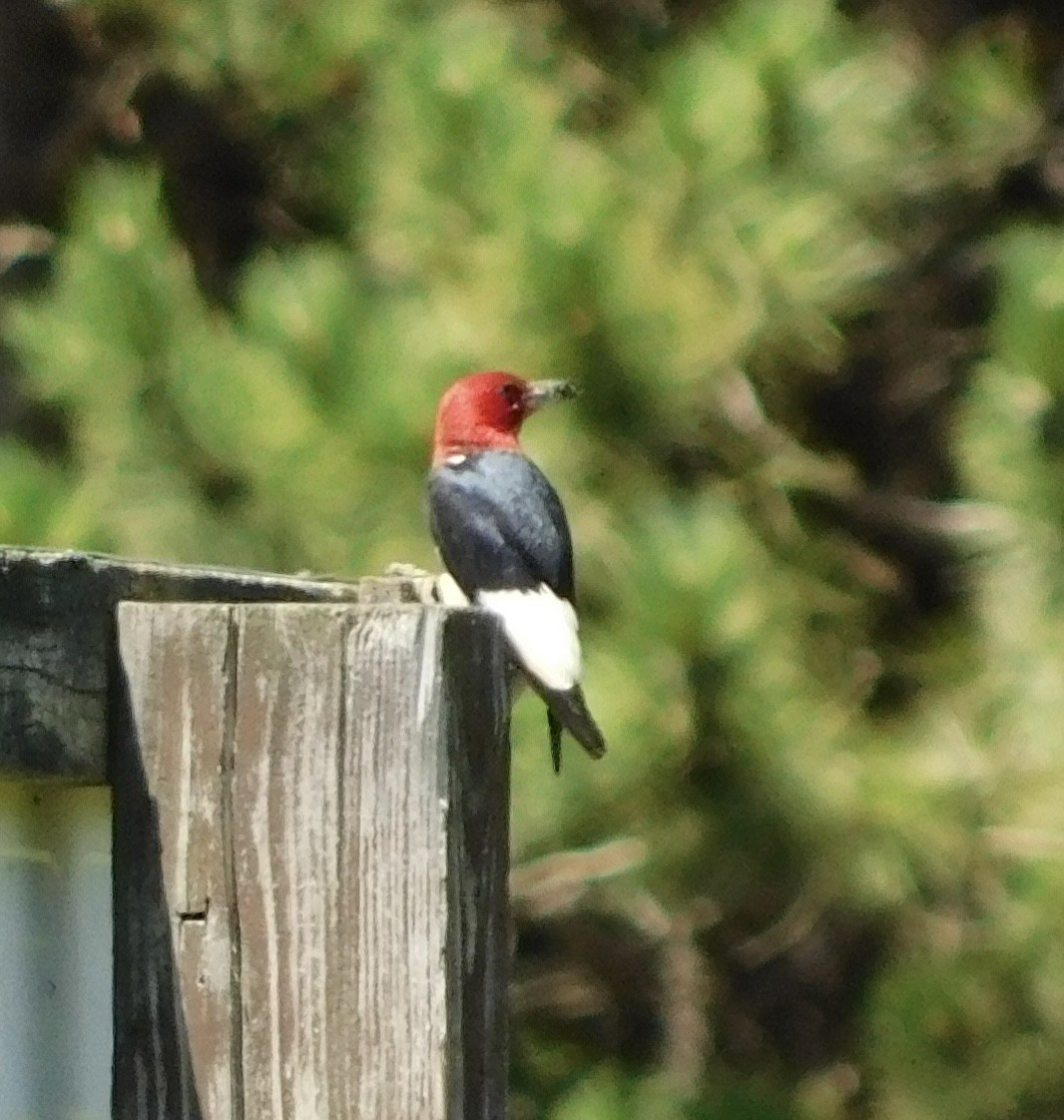 Red-headed Woodpecker - ML620999791